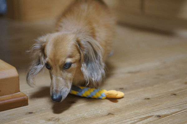 b0290297_16135008.gif