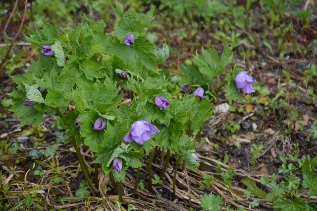c0124100_18034491.jpg