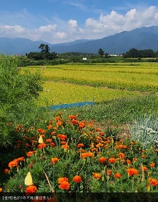 e0143915_15155231.jpg