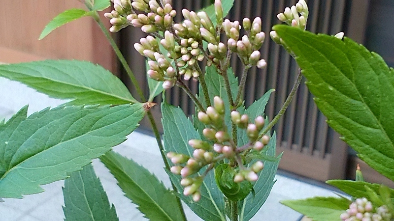 f0363122_06354748.jpg