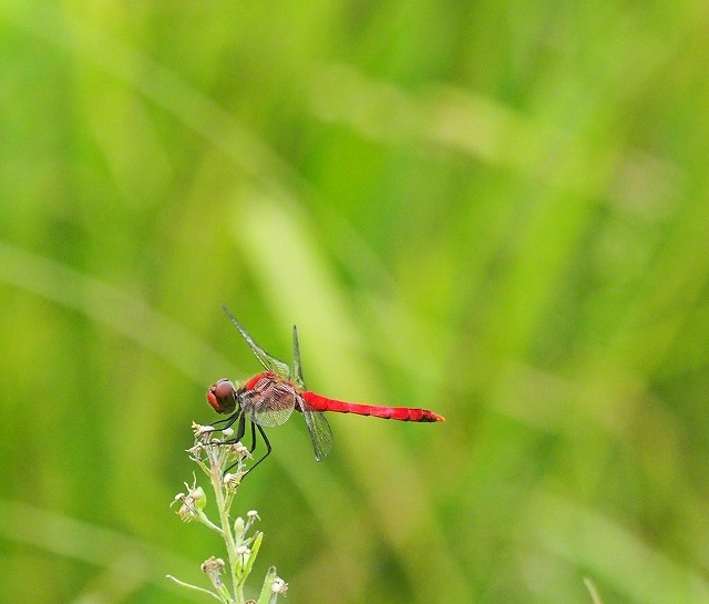 c0369423_21374990.jpg