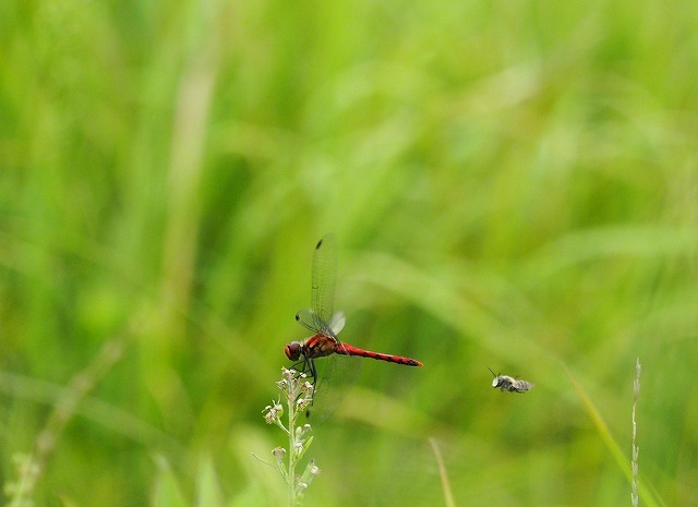 c0369423_21422019.jpg