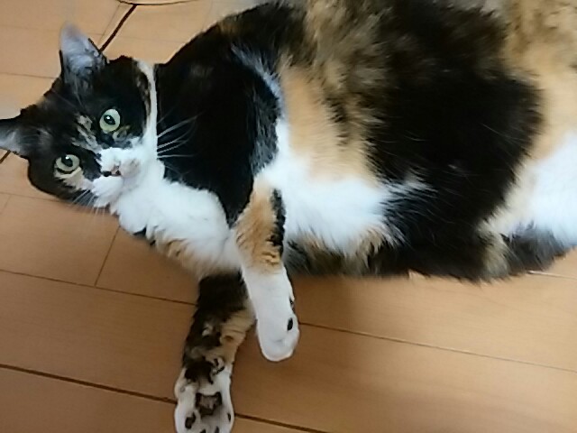 a0370028_10434496.jpg