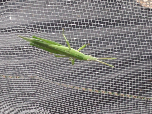 a0370028_10494784.jpg