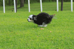 c0145250_10002412.gif
