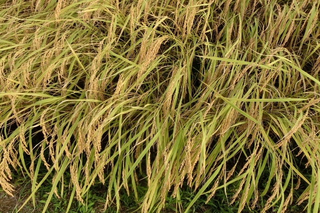 a0185551_08343773.jpg