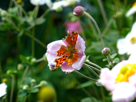 ９月・シータテハとシュウメイギク（秋明菊） - 野に咲く北国の花