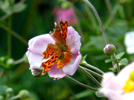 d0084473_20283725.jpg