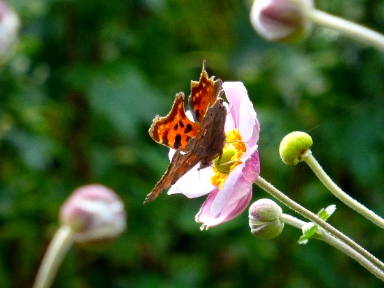 d0084473_20284441.jpg