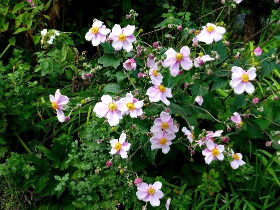 d0084473_20291348.jpg
