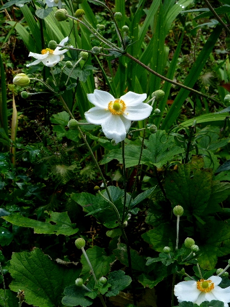 d0084473_2029366.jpg