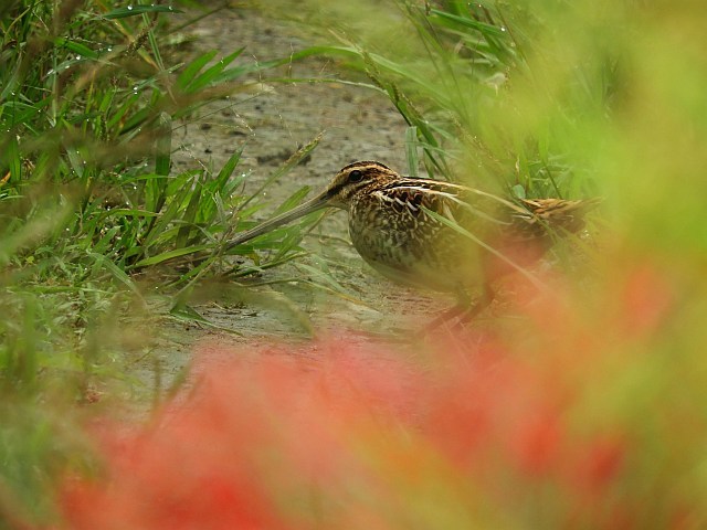 f0378979_16214553.jpg