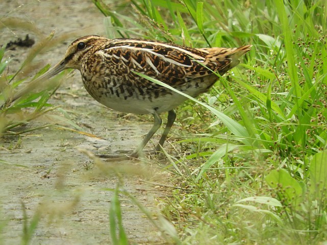 f0378979_16221598.jpg