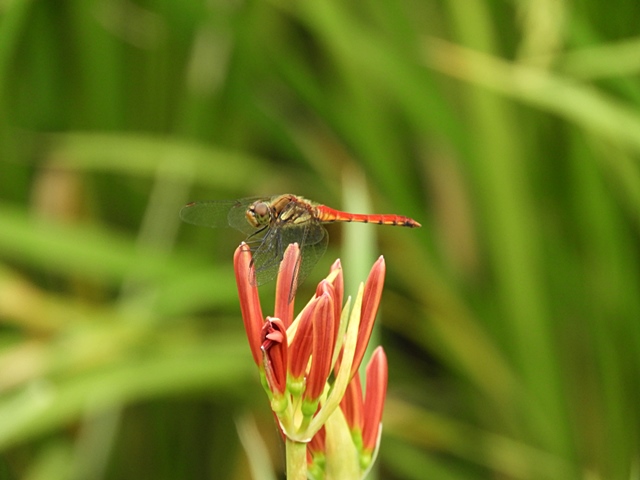 f0357487_2311297.jpg
