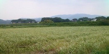 f0064397_16145386.jpg