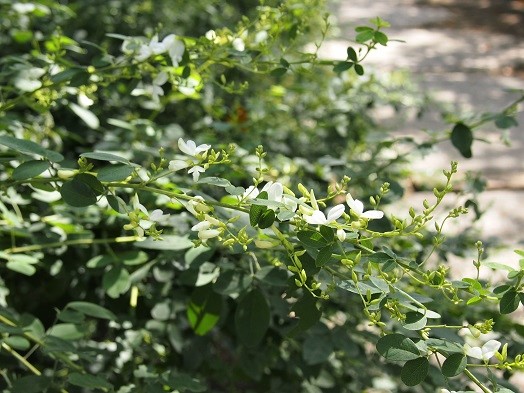 e0245404_1761072.jpg