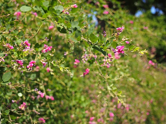e0245404_184538.jpg