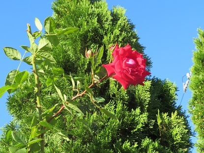 f0325309_16364859.jpg