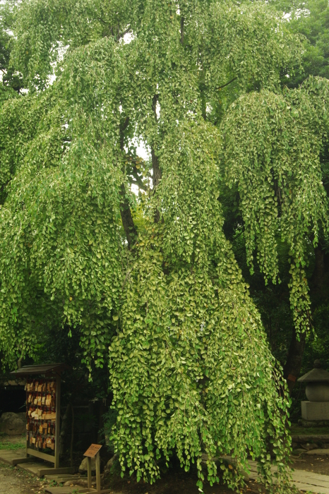 d0185744_18161719.jpg