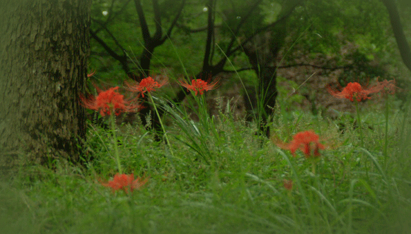 a0103464_08460108.gif