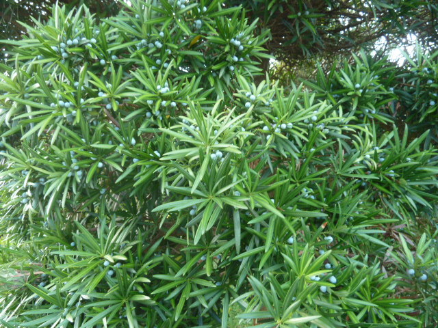 e0278968_22360516.jpg