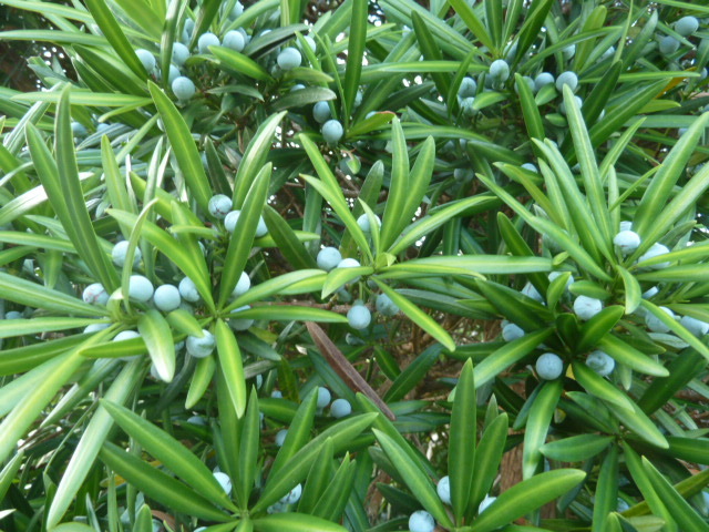e0278968_22365833.jpg