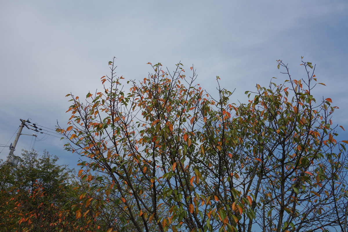 c0086269_181356.jpg