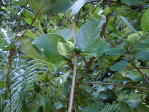 b0181818_09102754.jpg