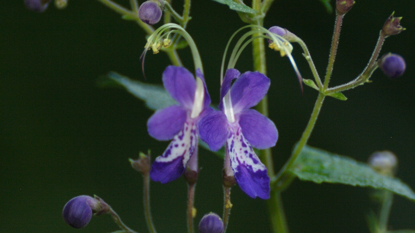 d0181824_16341367.jpg