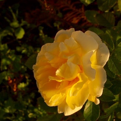 a0329935_16224661.jpeg