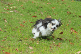 c0145250_10324118.gif