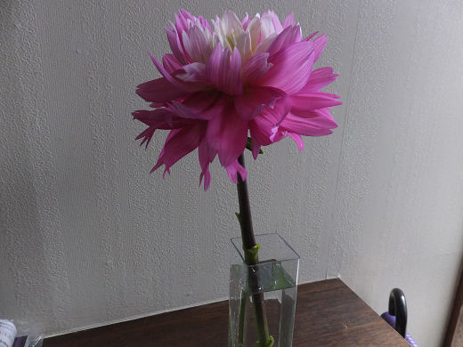 b0133752_23002256.png