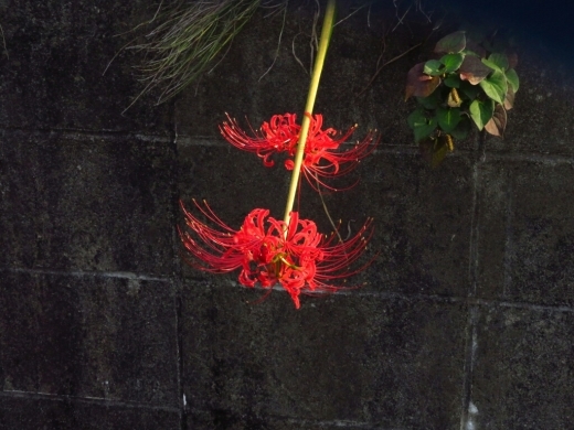 a0018655_09495726.jpg