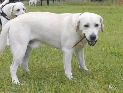 にほんブログ村 犬ブログ ラブラドールへ