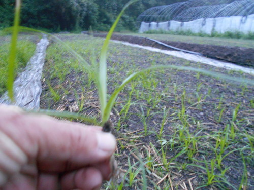 e0181260_05590414.jpg
