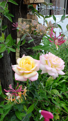 f0260167_10225880.jpg