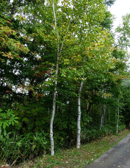 d0084473_19211177.jpg