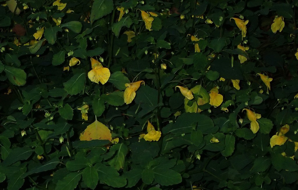 e0091879_00362301.jpg