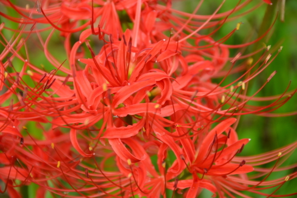 c0172234_21473141.jpg
