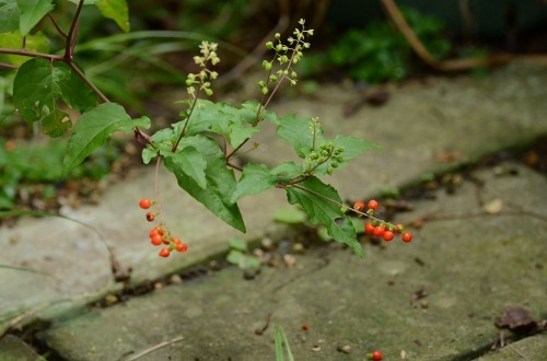 c0186463_22293919.jpg