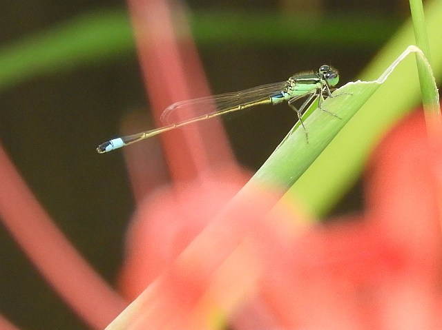 f0378979_17323548.jpg