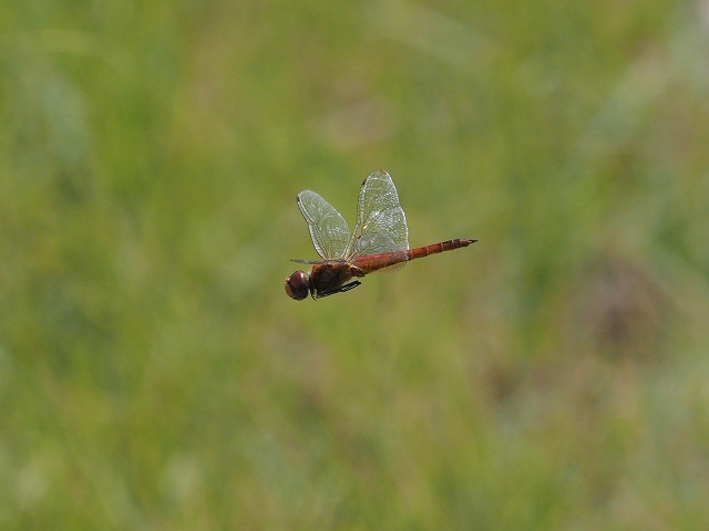 d0156387_21412444.jpg