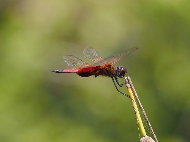 d0156387_21420528.jpg