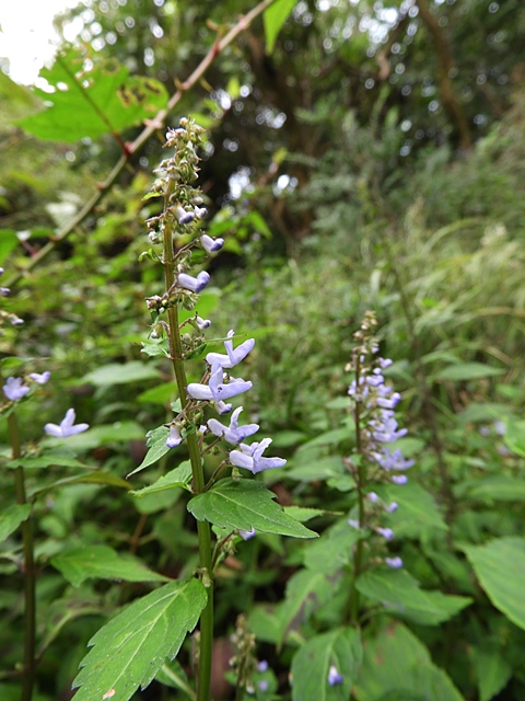 f0357487_19371177.jpg
