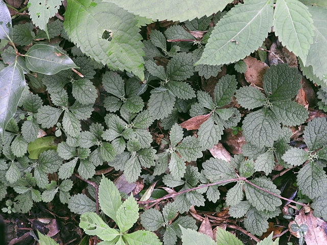 f0357487_19511180.jpg