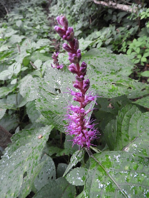 f0357487_19521038.jpg