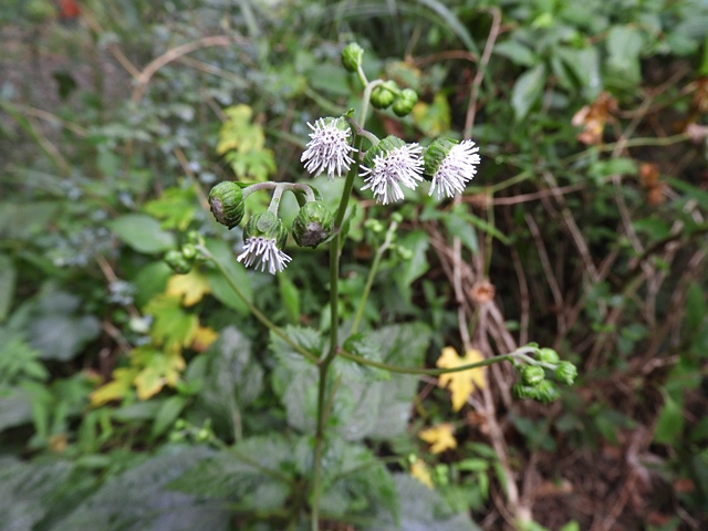 f0357487_20164597.jpg