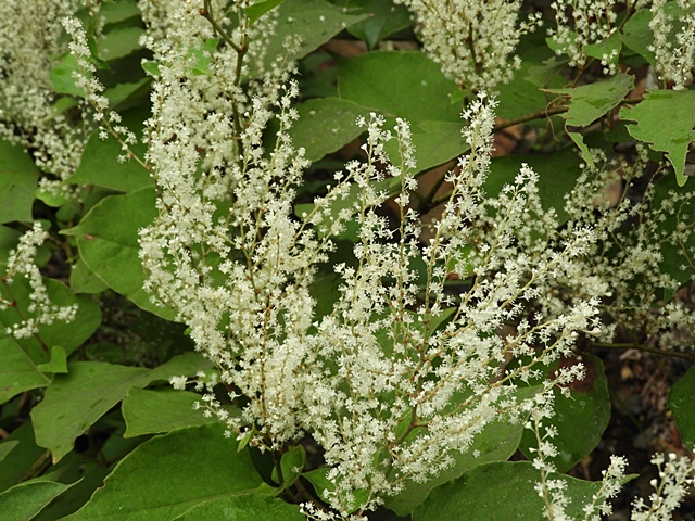 f0357487_2020285.jpg