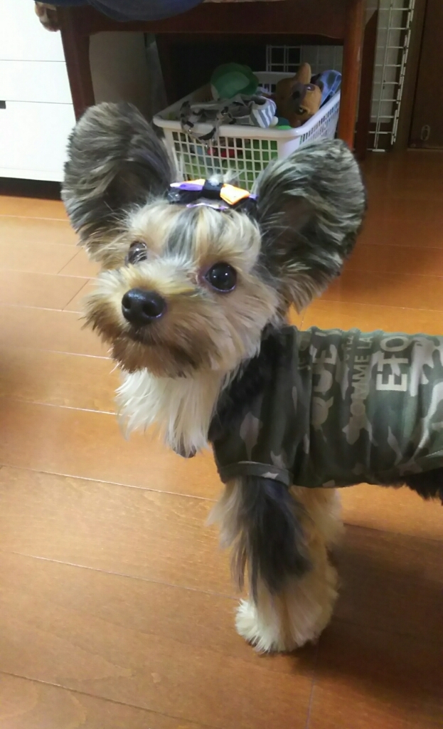 c0191390_21040958.jpg