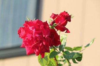 f0325309_18521542.jpg